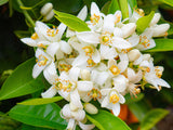 Essential Oil Neroli 5% (Citrus Aurantium Var. Amara)