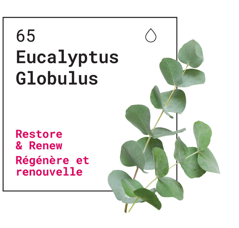 Huile essentielle Eucalyptus Globulus (Eucalyptus globulus) NPN : 80060266