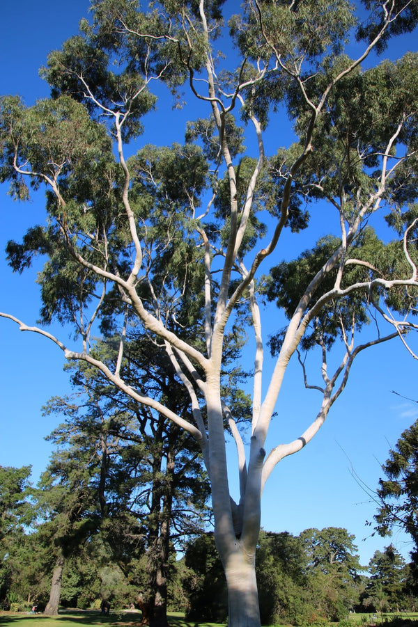   Huile essentielle Eucalyptus citronné (Corymbia citriodora)