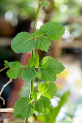 Huile essentielle Patchouli (Pogostenom cablin)