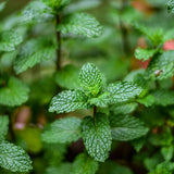 Huile essentielle Menthe poivrée (Mentha x piperita)