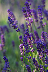 Essential Oil True Lavender (Lavandula angustifolia)
