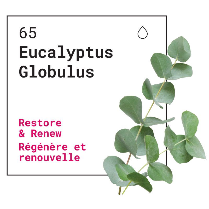 Gel bain moussant – Eucalyptus Globulus