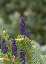 Huile essentielle Sapin Baumier  (Abies balsamea)