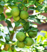 Essential Oil Bergamot (Citrus bergamia)