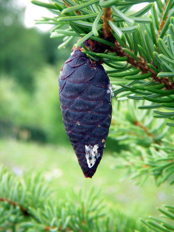 Essential Oil Black Spruce (Picea mariana)