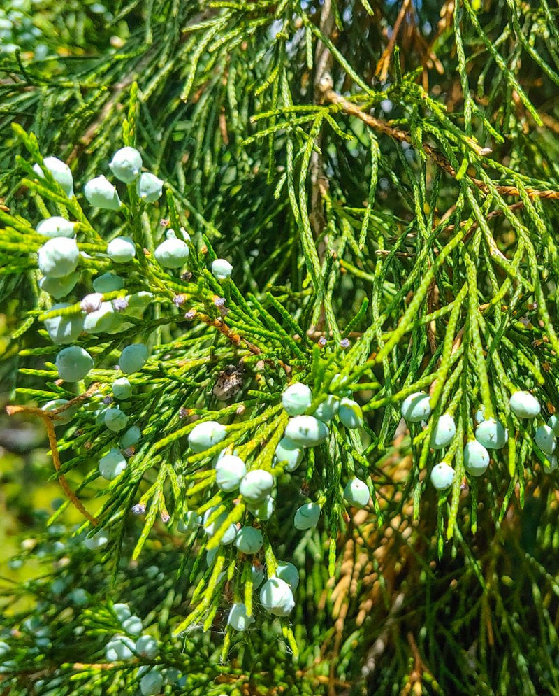 Essential Oil Cedar (Juniperus ashei)