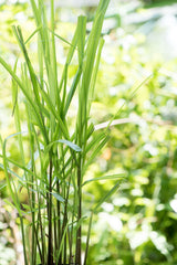 Essential Oil Ceylan Citronella (Cymbopogon nardus)