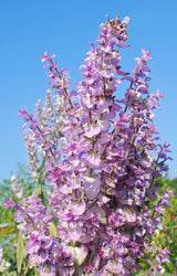 Huile essentielle Sauge sclarée (Salvia sclarea)