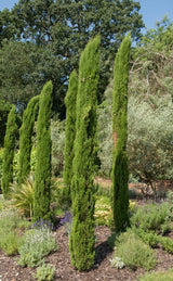 Essential Oil Cypress (Cupressus sempervirens)