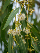 Arnica Gel avec Eucalyptus Globulus NPN