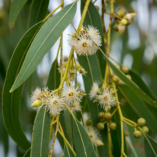 Essential Oil Eucalyptus Globulus (Eucalyptus globulus)