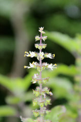 Huile essentielle Basilic Tropical (Ocimum basilicum)