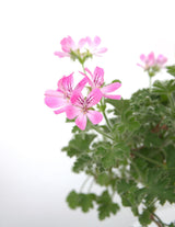 Huile essentielle Géranium (Pelargonium graveolens)