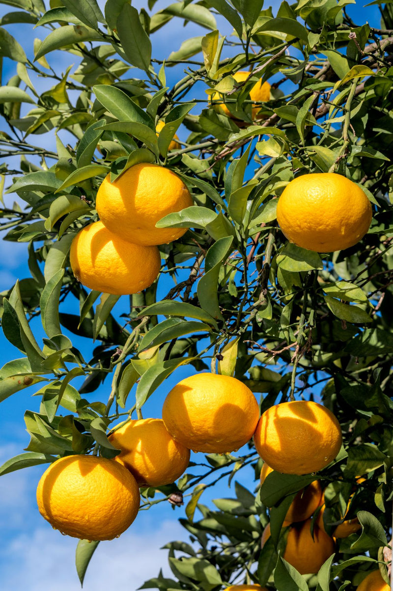 Essential Oil Grapefruit (Citrus paradisi)