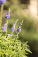 Essential Oil Lavandin Abrialis (Lavandula hybrida abrialis)