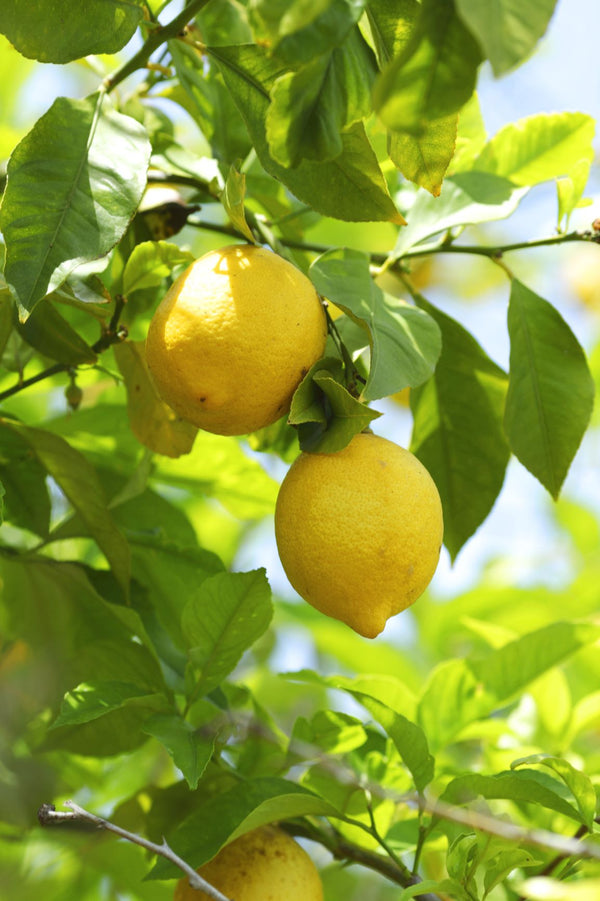 Huile essentielle Citron (Citrus limonum)
