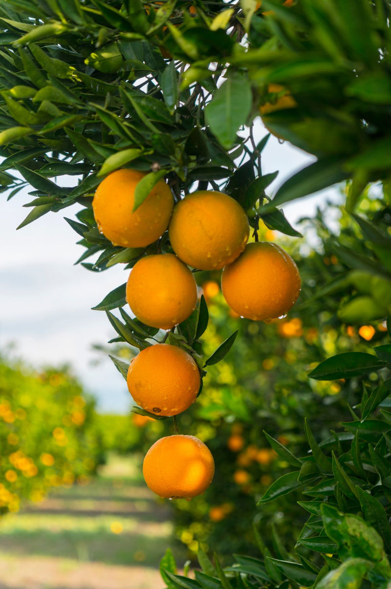 Huile essentielle Orange (Citrus sinensis)