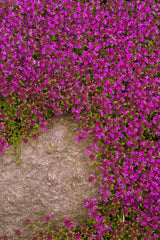 Essential Oil Red Thyme (Thymus zygis)