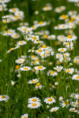 Essential Oil Roman Chamomile (Chamaemelum nobile)