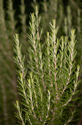 Huile essentielle Romarin (Rosmarinus officinalis CT cinéole)