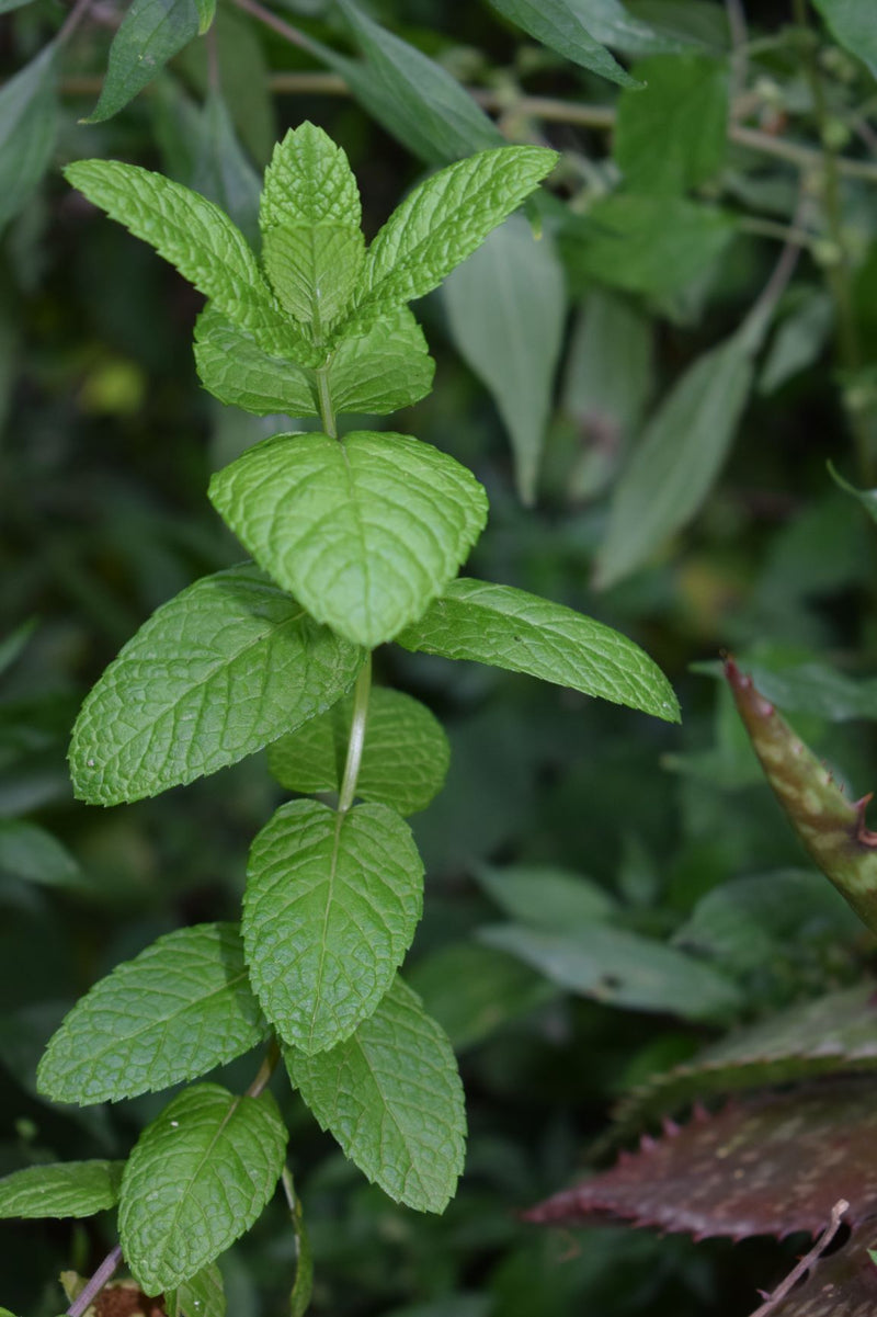 Huile essentielle Menthe verte (Mentha spicata)