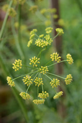 Essential Oil Sweet Fennel (Foeniculum vulgare var. dulce)