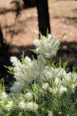 Essential Oil Tea Tree (Melaleuca alternifolia)