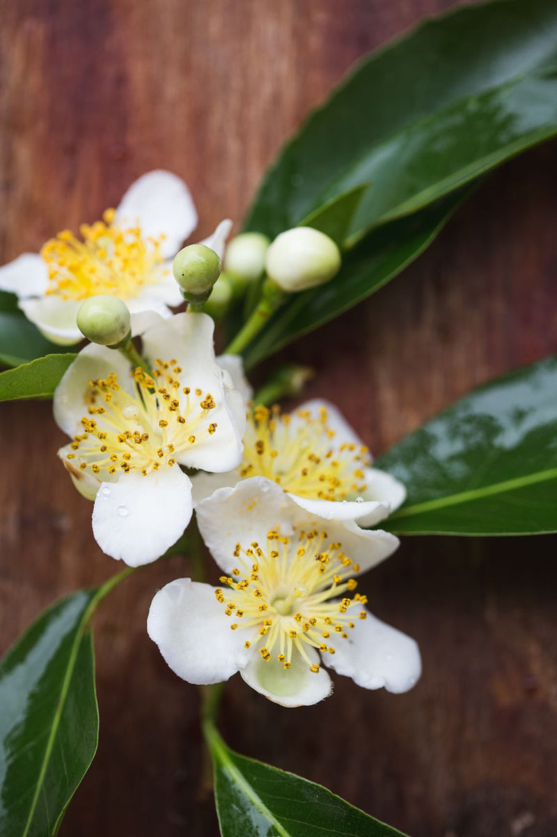 Huile essentielle Camphre blanc (Cinnamomum camphora)
