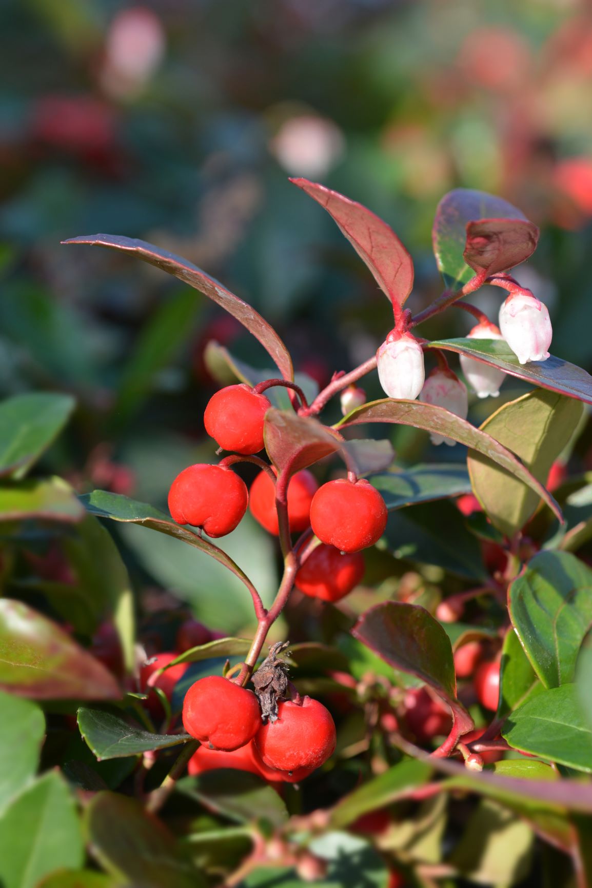 Essential Oil Wintergreen (Gaultheria procumbens) – Lotus Aroma