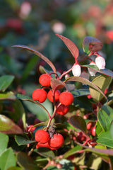 Huile essentielle Thé des bois (Gaultheria procumbens)