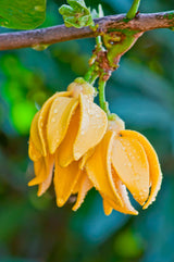 Huile essentielle Ylang Ylang (Cananga odorata)